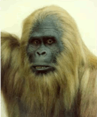 Gif animé Bigfoot vieux